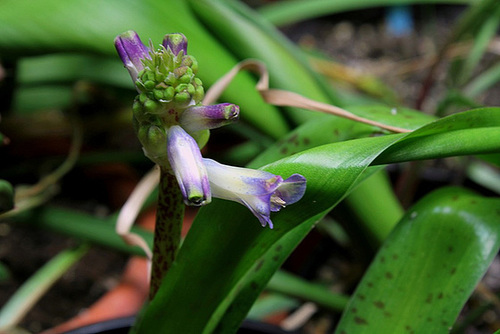 Lachenalia orchidioïdes
