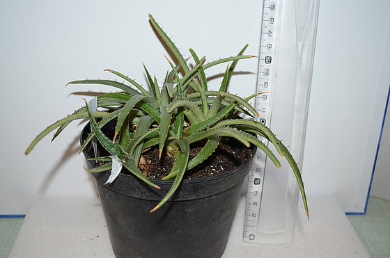 Dyckia remotiflora DSC 0063