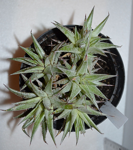Abromeitiella brevifolia DSC 0058