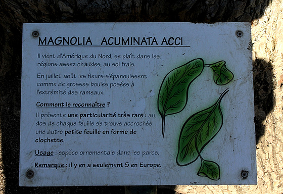 Magnolia acuminata acci