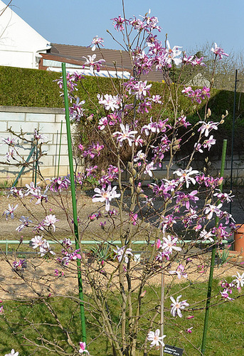 Magnolia loebneri 'leonard messel' DSC 0087