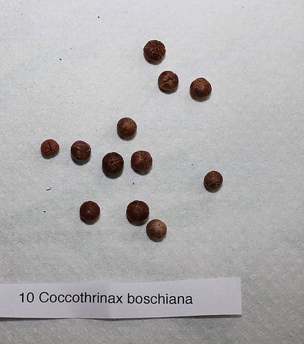 Cocothrinax boschiana