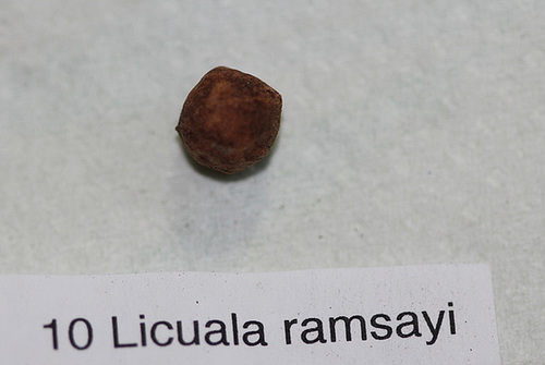 Licuala ramsayi (2)