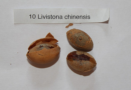Livinstonia chinensis