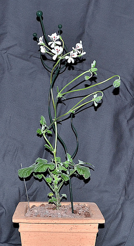 Pelargonium echinatum DSC 0122