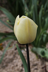 tulipe triomphe (3)