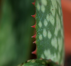 Aloe (3)