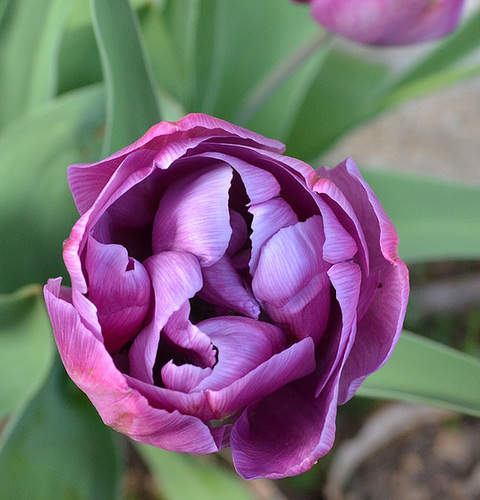 Tulipe DSC 0256