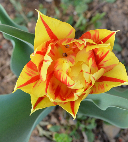 Tulipe DSC 0257