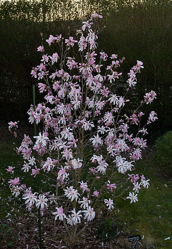 Magnolia loebneri 'leonard messel' DSC 0278