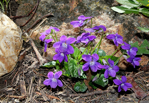 Viola riviniana (3)