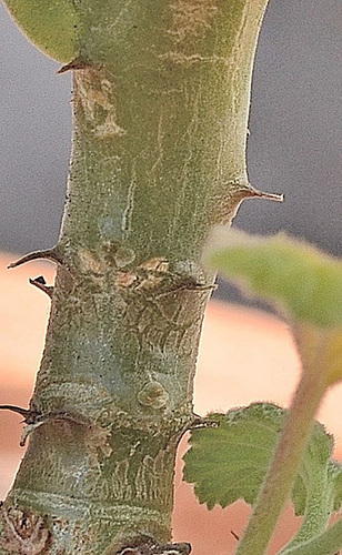 Pelargonium echinatum DSC 0155