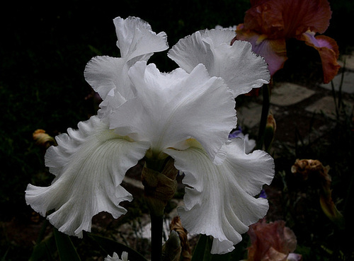 Iris blanc (3)