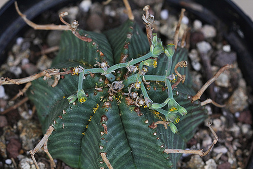 Euphorbia meloformis (12)