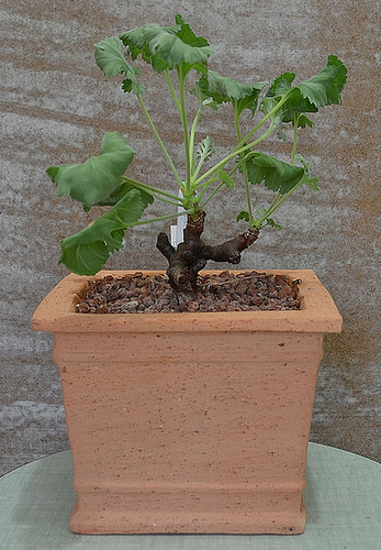 Pelargonium mirabile DSC 0006