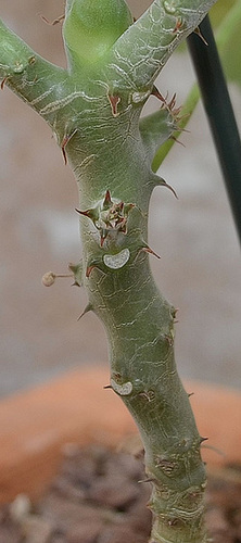 Pelargonium echinatum DSC 0009