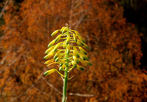 Aloe x greenii ( sinkantana x ?)