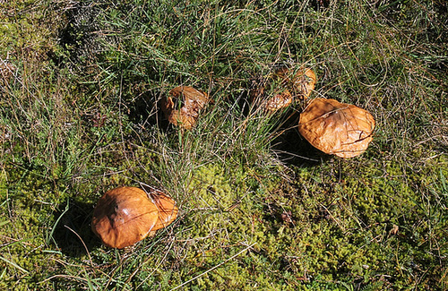 Bolet jaune - Nonnette voilée-Suillus luteus (2)