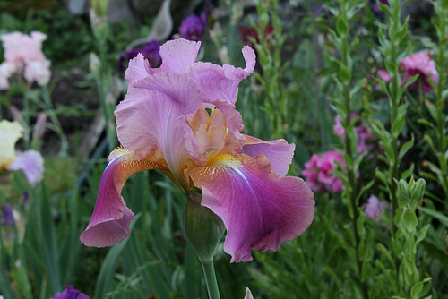 Iris 'Giant Rose' - Schreiner 1959  22192829.f189ba79.500