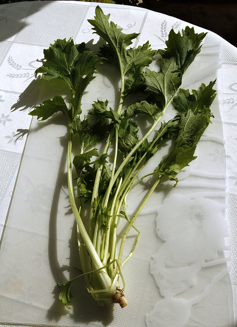 Brassica rapa nipposinica - mizuna, chou salade 31030215.e3aca6b8.640