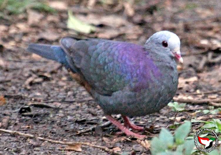 حمامة السمان ذو الوجه الرمادية - Grey-fronted quail-dove Uaepigeon-0d2bfcf4d4