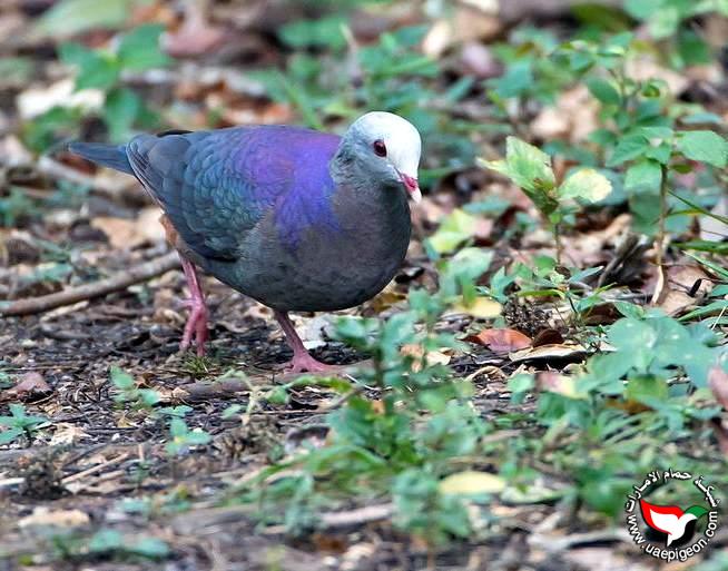 حمامة السمان ذو الوجه الرمادية - Grey-fronted quail-dove Uaepigeon-0f48dfa074