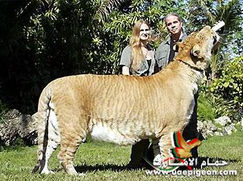 اللايقر Liger Uaepigeon-40c61f0497