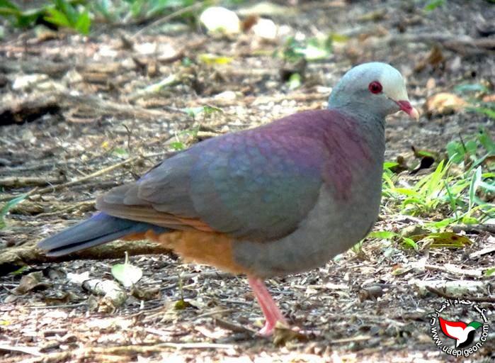 حمامة السمان ذو الوجه الرمادية - Grey-fronted quail-dove Uaepigeon-cb2b9daeac