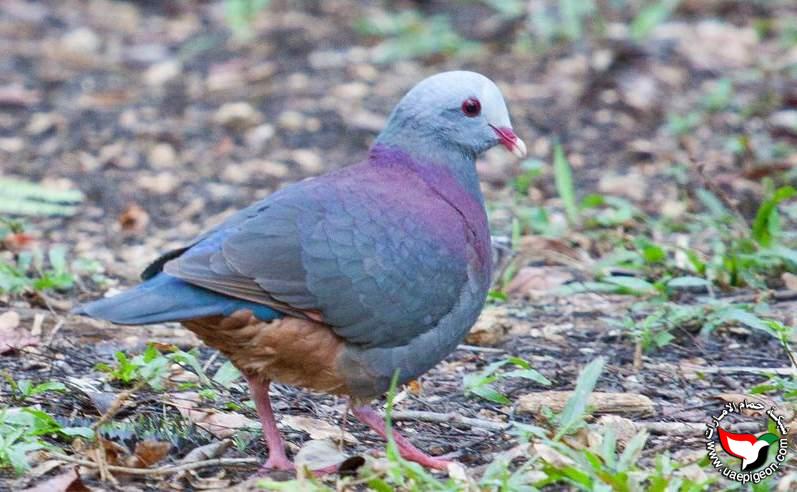 حمامة السمان ذو الوجه الرمادية - Grey-fronted quail-dove Uaepigeon-ddcee3bb41