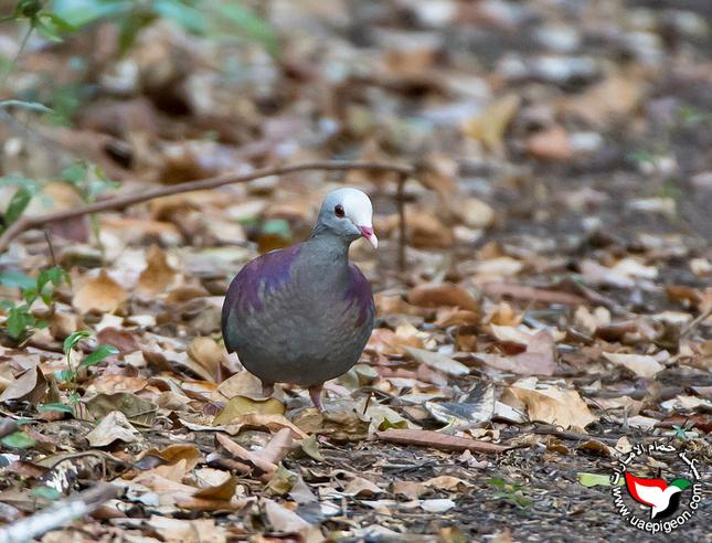 حمامة السمان ذو الوجه الرمادية - Grey-fronted quail-dove Uaepigeon-e44debe0e5