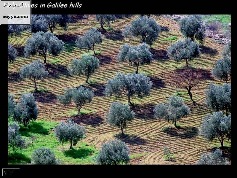 جمال طبيعة فلسطيـــن 10033121102758