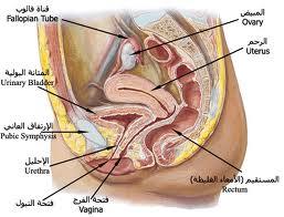 ما هو هبوط الرحم 11120711022016