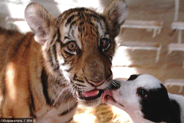 CACHORROS Y ANIMALES - Página 8 %D1%82%D0%B8%D0%B3%D1%80%D0%B5%D0%BD%D0%BE%D0%BA%20%D0%B8%20%D1%89%D0%B5%D0%BD%D0%BE%D0%BA