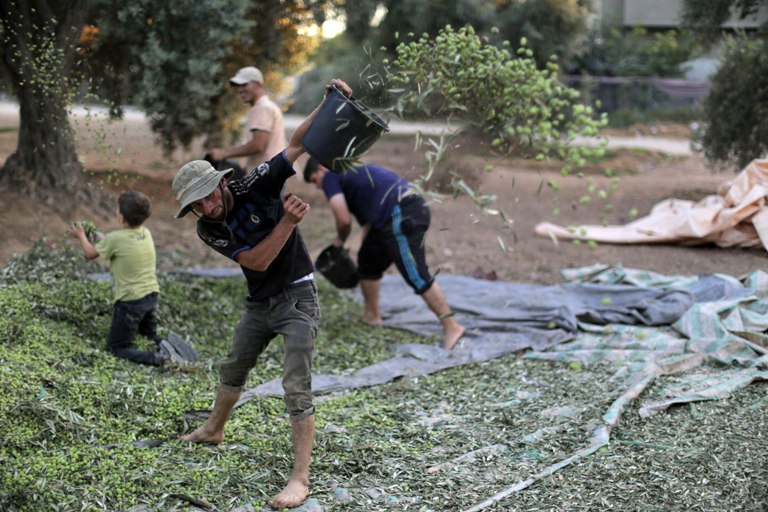  اهازيج فلسطينيه في موسم قطف الزيتون GettyImages-611960862_0