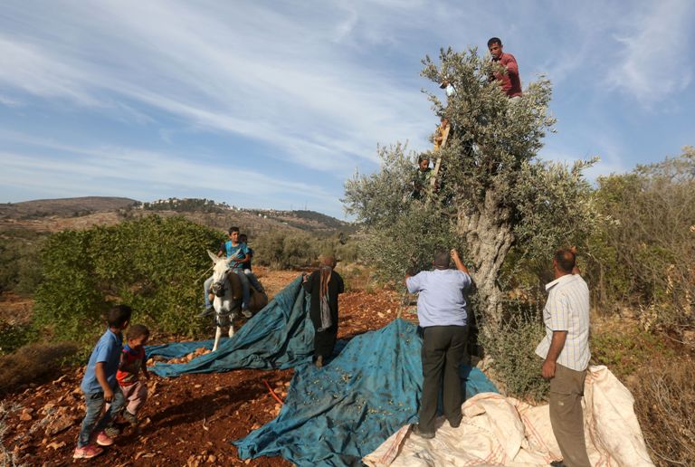  اهازيج فلسطينيه في موسم قطف الزيتون GettyImages-614823548