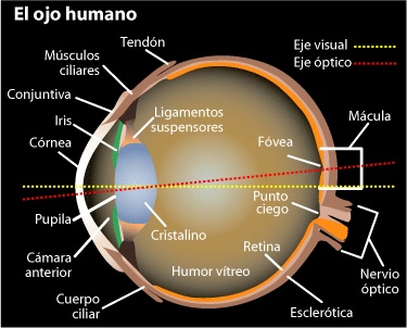 Diseño en el injerto telescópico ocular Ojo