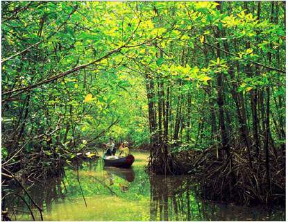 Giữ rừng ngập mặn - ứng phó với biến đổi khí hậu Rung2
