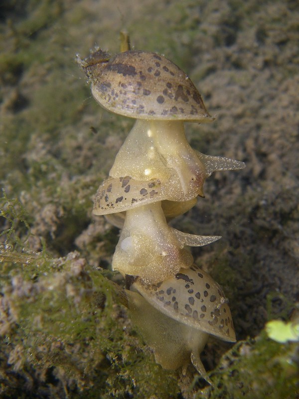 escargots Monoaragai