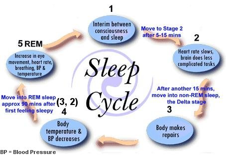 مراحل النوم مع الصور.... Stages of sleep I10-47-stages