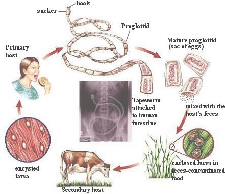 Life cycle of Taenia saginata (Beef tape worm) I10-82-tapeworm