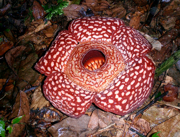 LA Flor CADAVER RAFFLESIA, la más grande y APESTOSA del MUNDO Graham-Racher