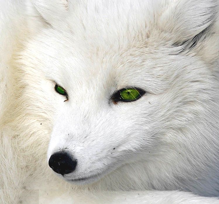 loup blanc 34d1aify