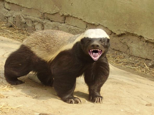 Savoir inutile - Page 5 Honey-badger-ratel-2