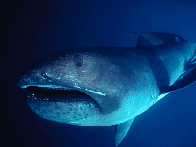 القرش الفرح  Megamouth_shark_2