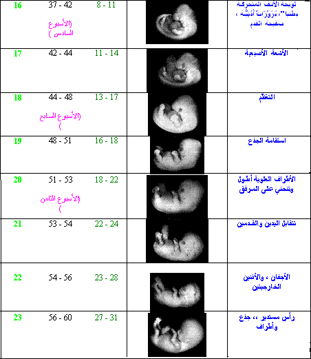 رحلة الام............... والجنين 30682