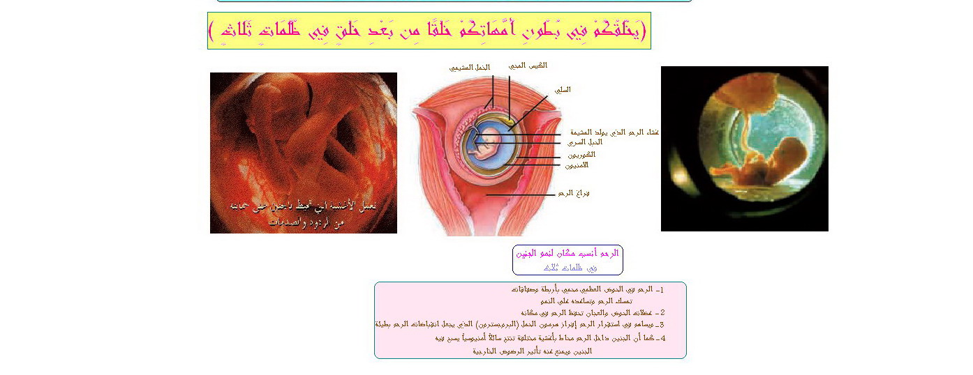 خلق الأنسان 34531