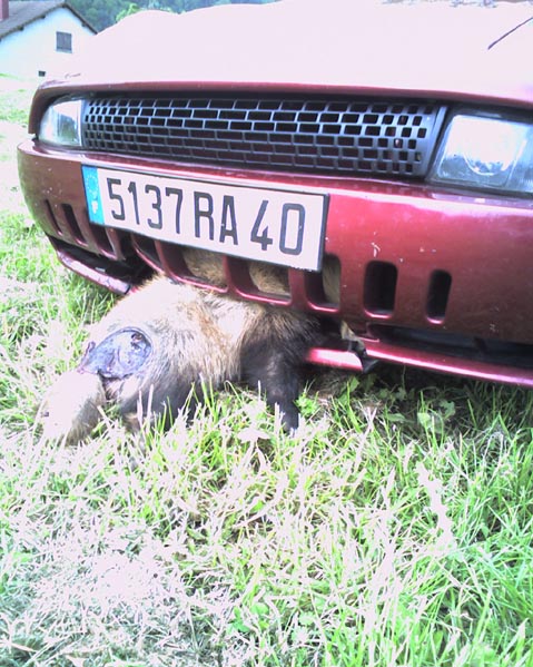 Concours photo N°23: Votre voiture et les animaux! 37c6c490b7