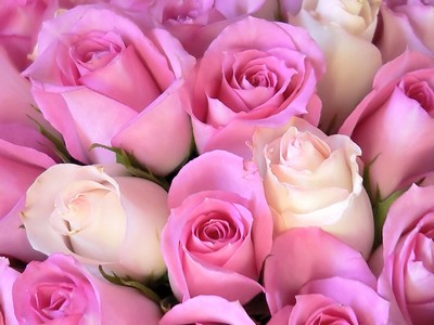 اجمل صور ورود Pink-roses