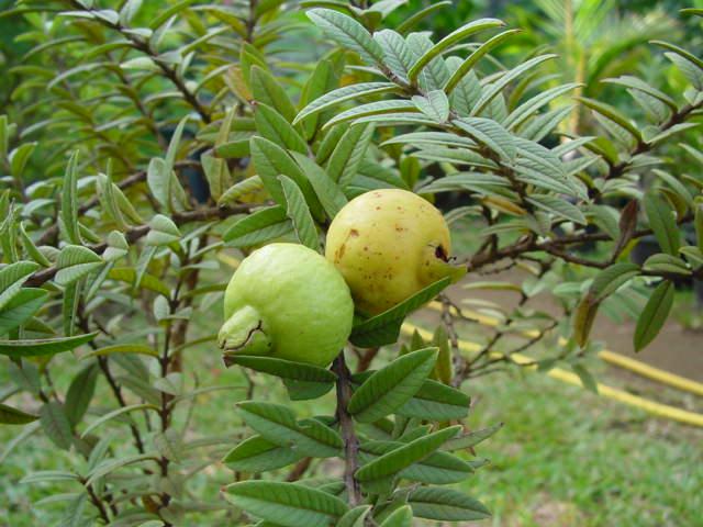 الجوافة Guava العائلة الآسية Myrtaceae  73605