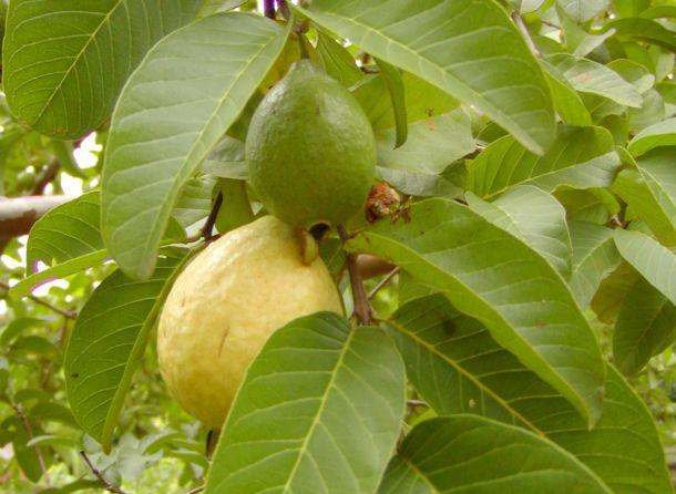 الجوافة Guava العائلة الآسية Myrtaceae  73606